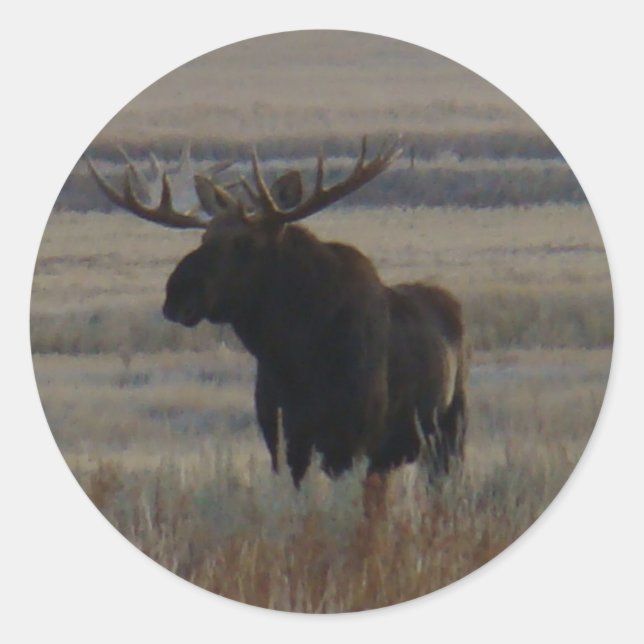M1 Bull Moose Big Bull Runder Aufkleber (Vorderseite)