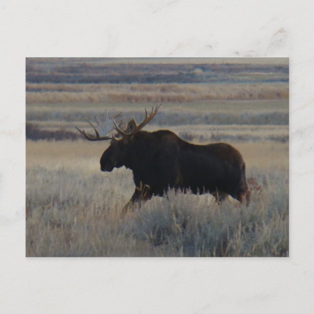 M2 Bull Moose Big Bull Postkarte (Vorderseite)