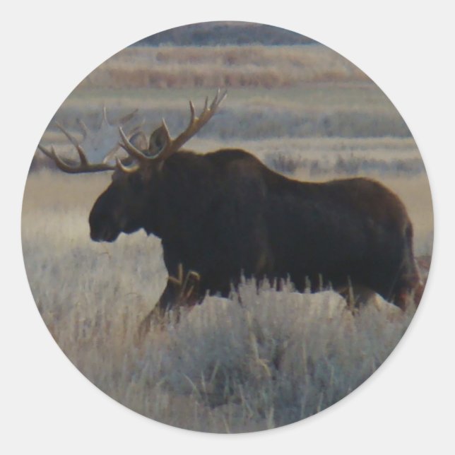 M2 Bull Moose Big Bull Runder Aufkleber (Vorderseite)