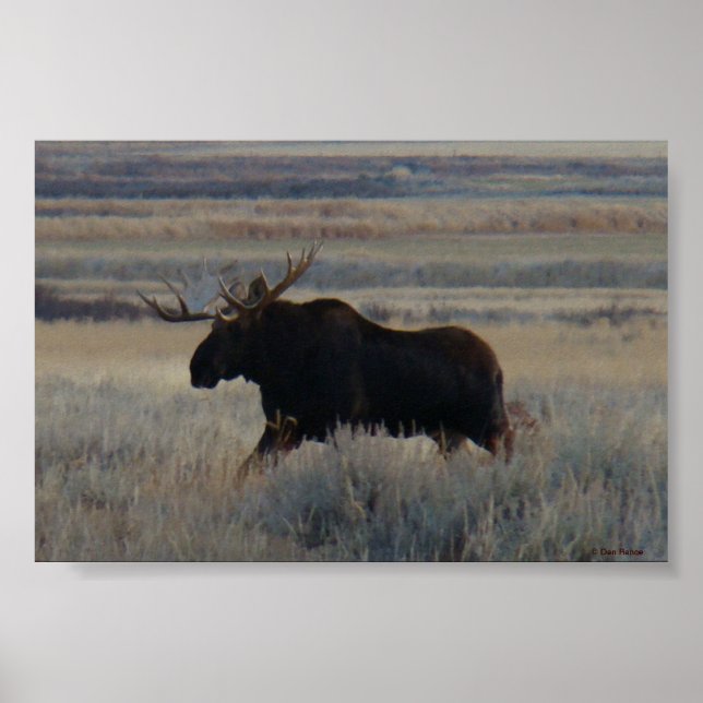 M2 Bull Moose Poster (Vorne)