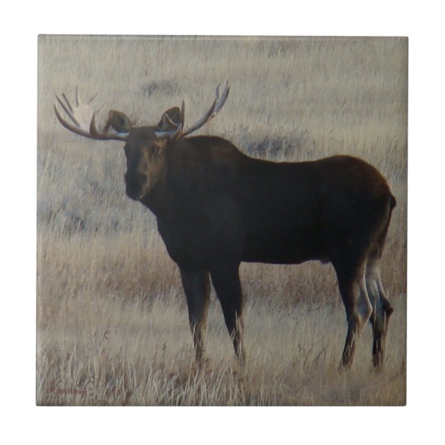 M4 Bull Moose Fliese (Vorderseite)