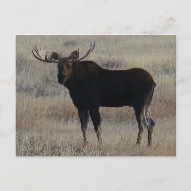 M4 Elch Postkarte (Vorderseite)