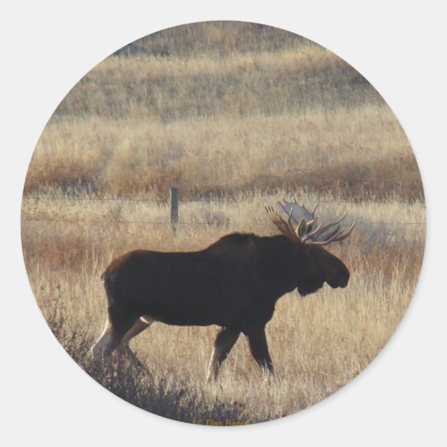 M5 Bull Elch Aufkleber (Vorderseite)