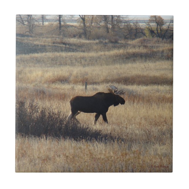 M5 Bull Moose and Sand Hills Fliese (Vorderseite)
