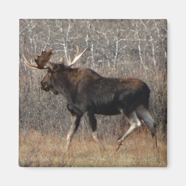 M8 Bull Moose Magnet (Vorne)