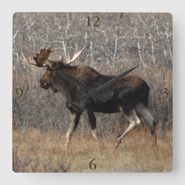 M8 Bull Moose Quadratische Wanduhr (Vorderseite)