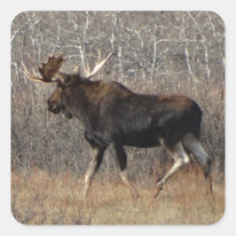 M8 Bull Moose Quadratischer Aufkleber