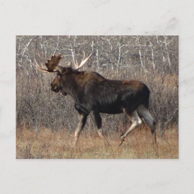 M8 Elchbulle im Gestrüpp Postkarte (Vorderseite)