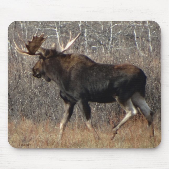 M8 Stier Elche in der Scheuerbürste Mousepad (Vorne)