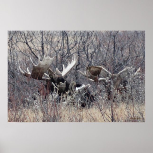 M9 Bull Elch Lay Poster (Vorne)