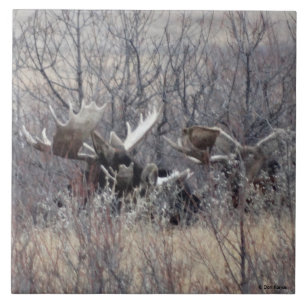 M9 Bull-Elch liegt Fliese