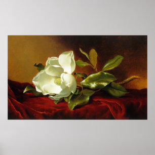 M J Heade   A Magnolia on Red Velvet Poster