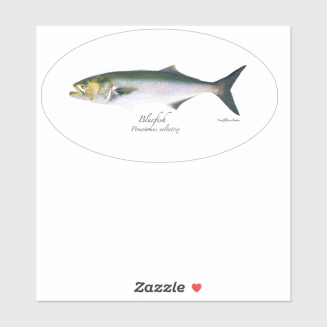 M Vinyl Bluefish Oval Sticker (Blatt)