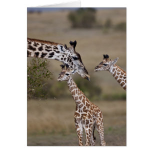 Maasai Giraffe (Giraffe Tippelskirchi)