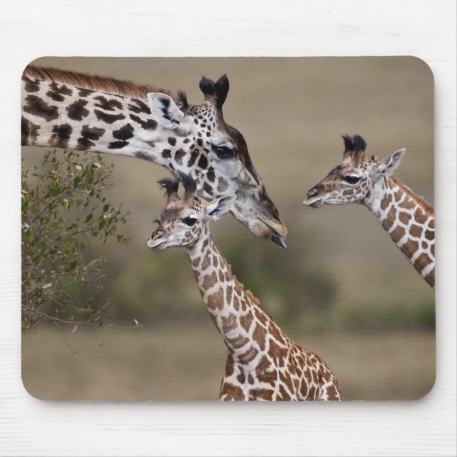 Maasai Giraffe (Giraffe Tippelskirchi) Mousepad (Vorne)