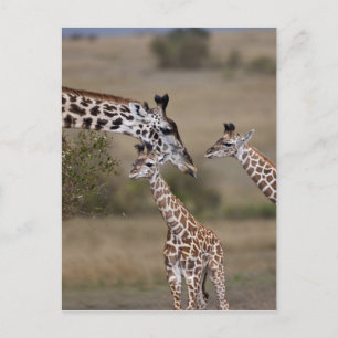 Maasai Giraffe (Giraffe Tippelskirchi) Postkarte