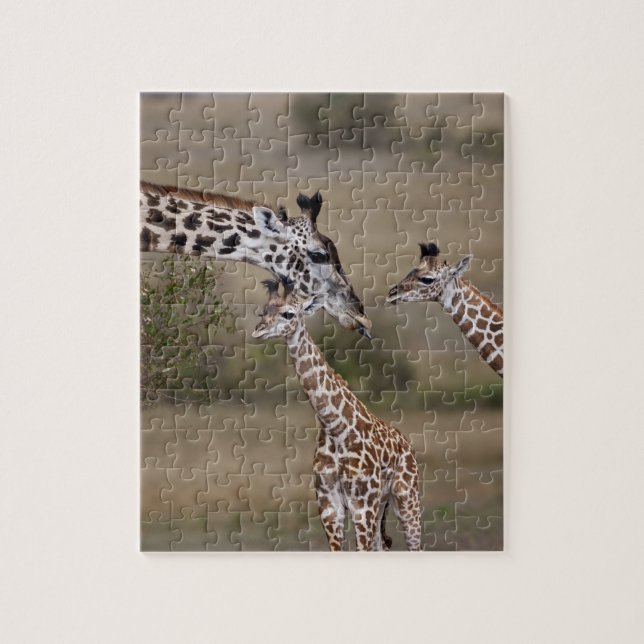 Maasai Giraffe (Giraffe Tippelskirchi) Puzzle (Vertikal)