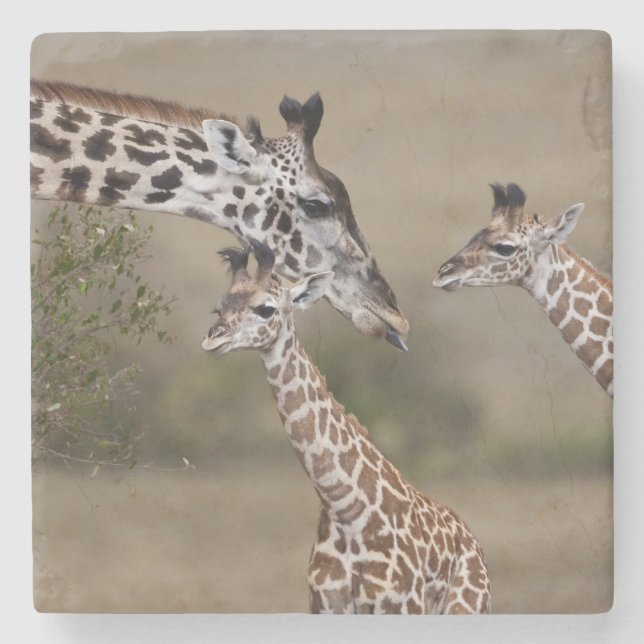 Maasai Giraffe (Giraffe Tippelskirchi) Steinuntersetzer (Vorderseite)