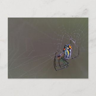 Mabel Orchard Orb Wever Spider Postkarte