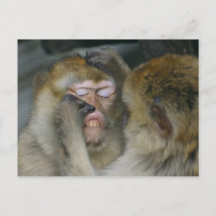 Macaca sylvanus postkarte