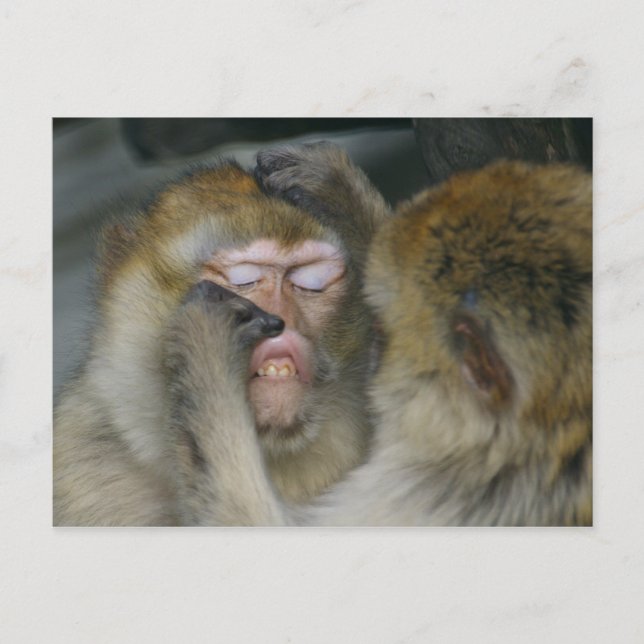 Macaca sylvanus postkarte (Vorderseite)