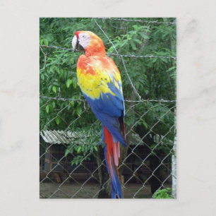 Macafarben Postkarte