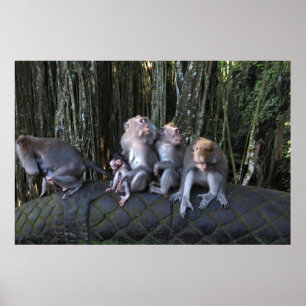 Macaque-Familie Poster