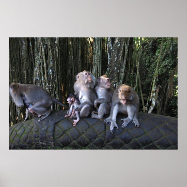 Macaque-Familie Poster (Vorne)
