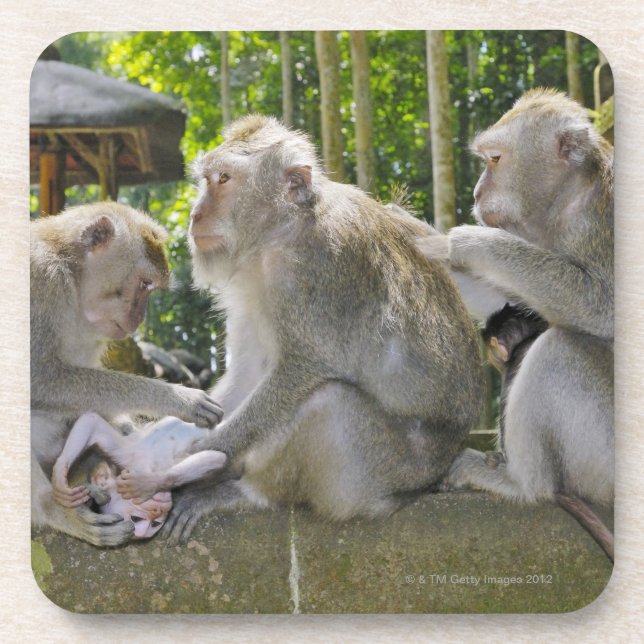 Macaque Krabbe-essen, Macaca fasciularis, in Ubud Untersetzer (Vorderseite)