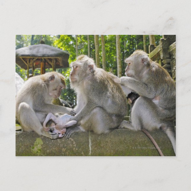 Macaque, Macaca fasciularis, Krebserin, in Ubud Postkarte (Vorderseite)