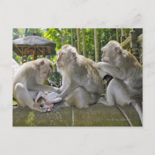 Macaque, Macaca fasciularis, Krebserin, in Ubud Postkarte