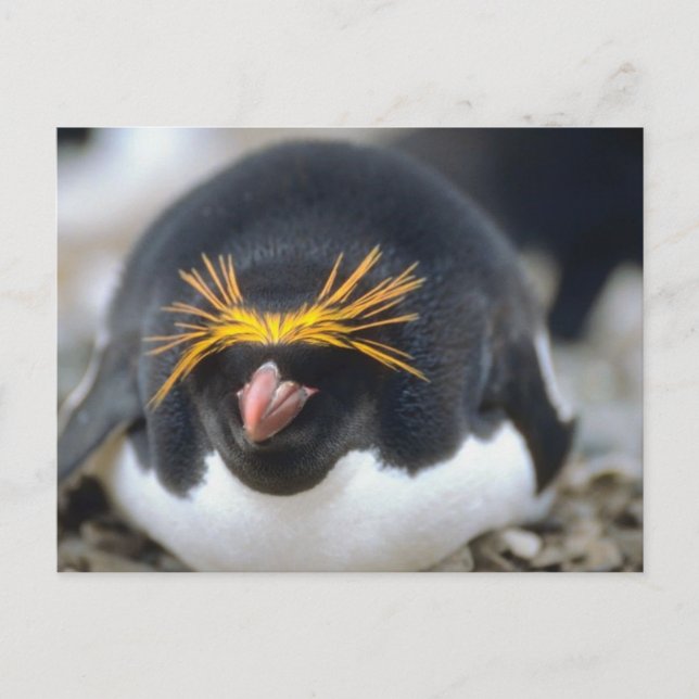 Macaroni Penguin Flop Postkarte (Vorderseite)