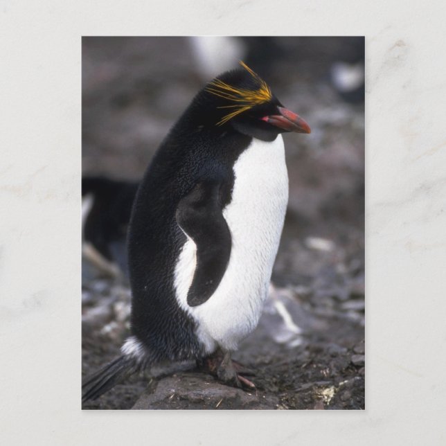 Macaroni Penguin Stehend Erect Postkarte (Vorderseite)
