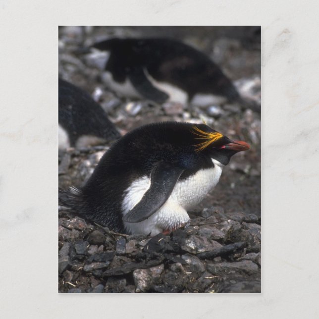 Macaroni-Pinguin auf Eiern Postkarte (Vorderseite)