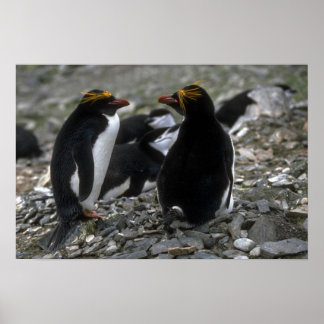 Macaroni Pinguin - Pair At Nest Poster