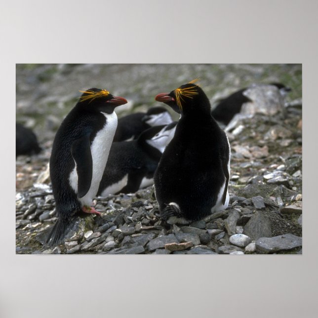 Macaroni Pinguin - Pair At Nest Poster (Vorne)