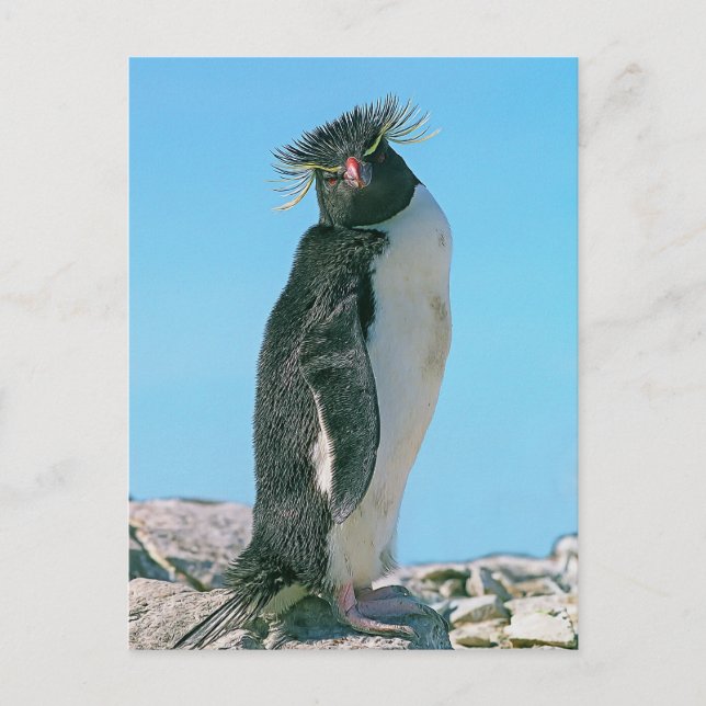 Macaroni Pinguin Postkarte (Vorderseite)