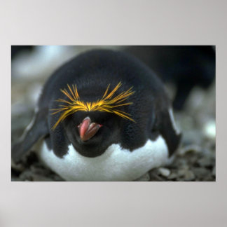 Macaroni Pinguin sitzend auf Eiern Poster