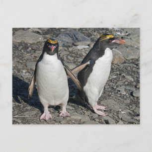 Macaroni Pinguine Postcard Postkarte