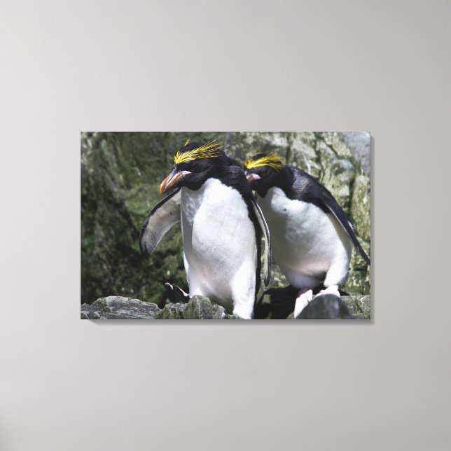 Macaroni Pinguine, Südgeorgien Leinwanddruck (Vorderseite)