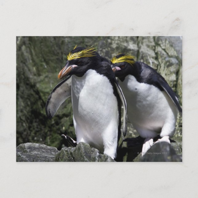 Macaroni Pinguine, Südgeorgien Postkarte (Vorderseite)