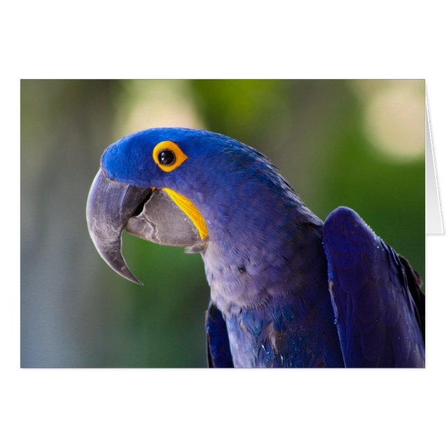 Macaw (Vorderseite (Horizontal))