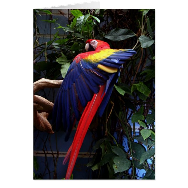 Macaw (Vorne)