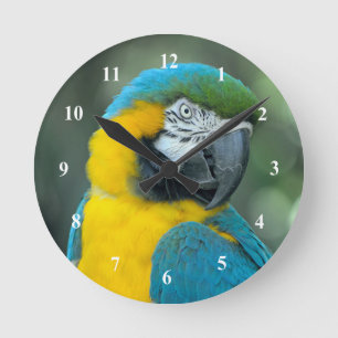 Macaw Blue and Yellow Photo Runde Wanduhr