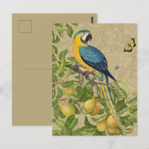Macaw Blue Yellow Tropical Dschungel Antique Postkarte