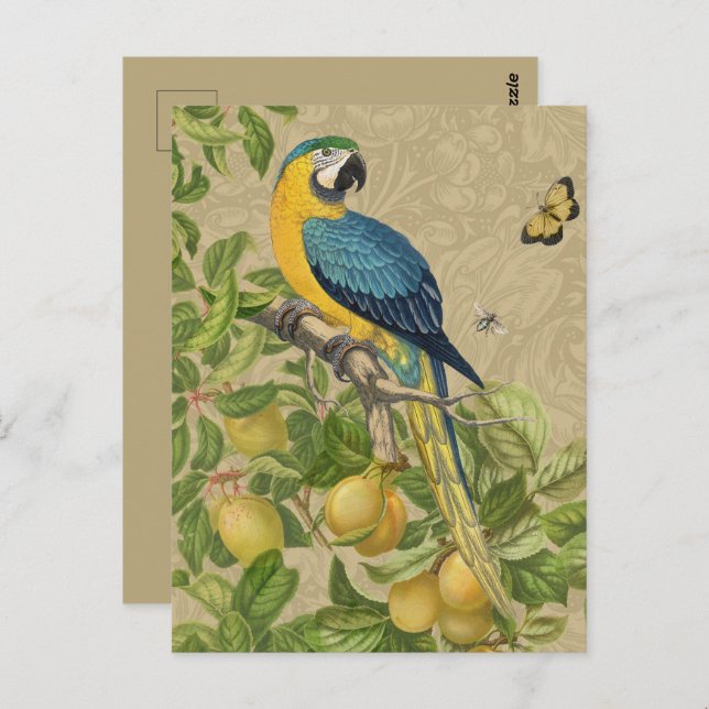 Macaw Blue Yellow Tropical Dschungel Antique Postkarte (Vorne/Hinten)