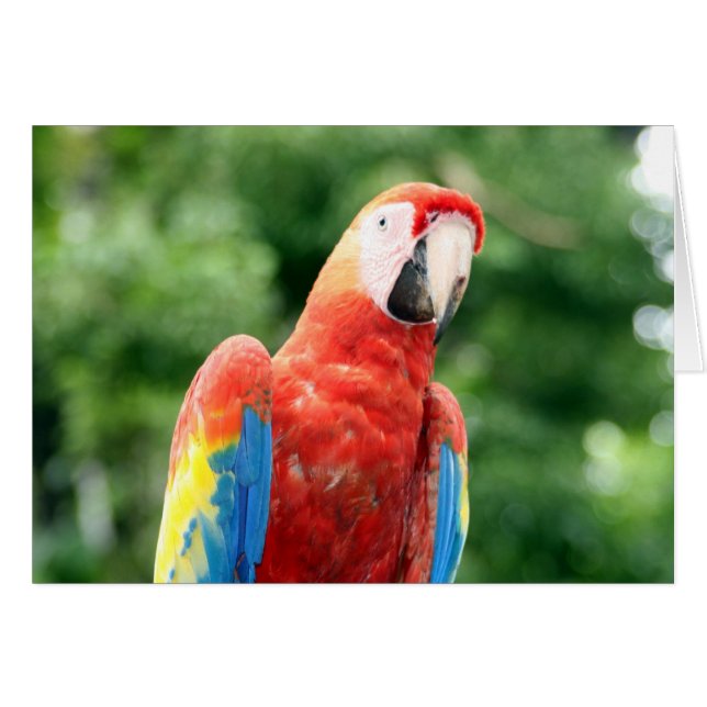 Macaw copán (Vorderseite (Horizontal))