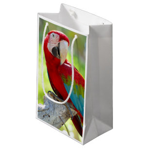 Macaw, der auf Niederlassung sitzt Kleine Geschenktüte