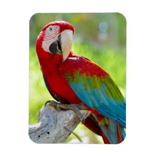 Macaw, der auf Niederlassung sitzt Magnet