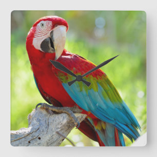 Macaw, der auf Niederlassung sitzt Quadratische Wanduhr